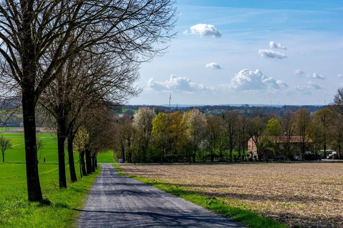 Schmale Allee aus kahlen Bäumen führt zwischen Wiese und Acker ins Tal